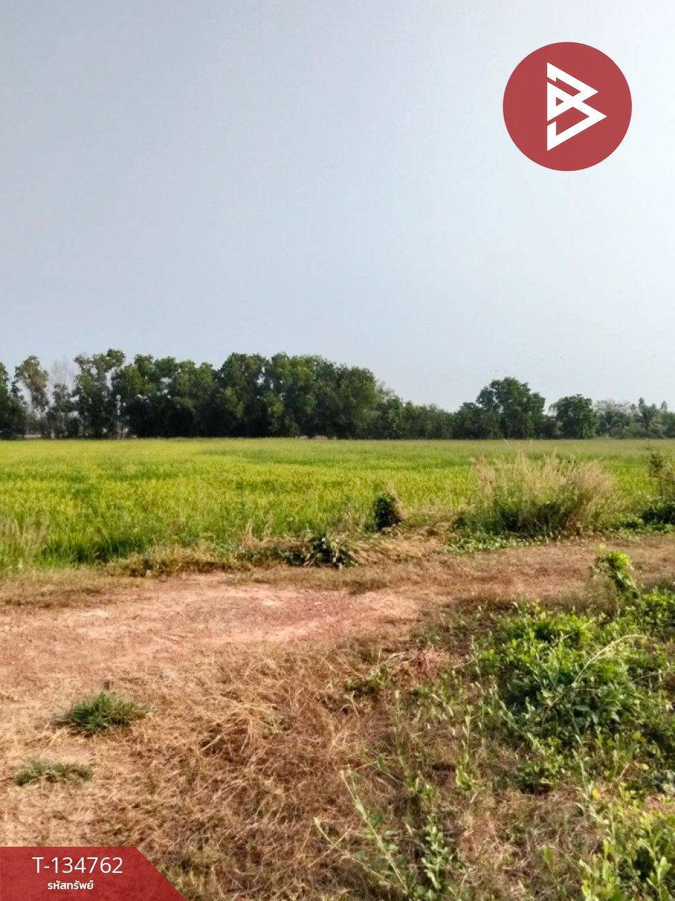 ขายที่ดิน เนื้อที่ 7 ไร่ 90 ตารางวา อ.ราชสาส์น ฉะเชิงเทรา 1