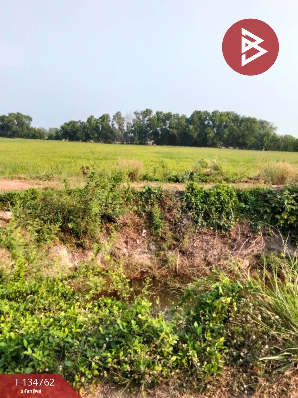 ขายที่ดิน เนื้อที่ 7 ไร่ 90 ตารางวา อ.ราชสาส์น ฉะเชิงเทรา 3