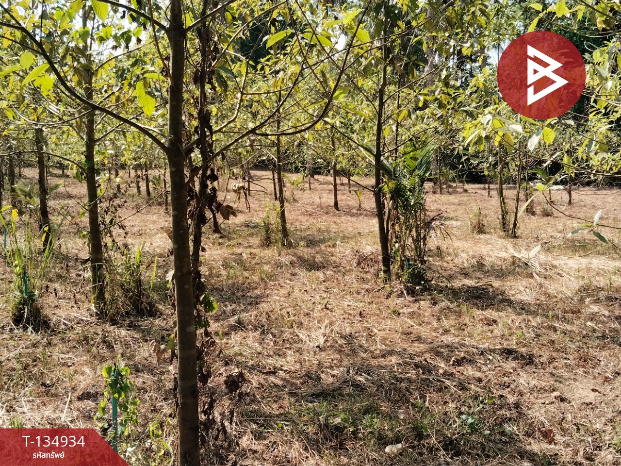 ขายที่ดินแปลงสวย เนื้อที่ 5 ไร่ 21.3 ตารางวา นาทุ่ง ชุมพร 10