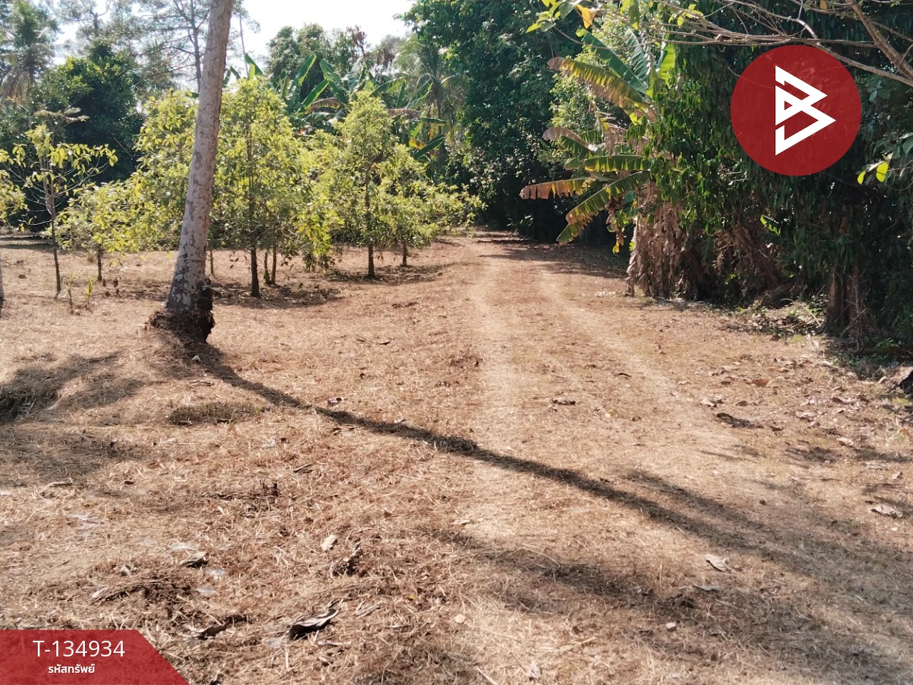 ขายที่ดินแปลงสวย เนื้อที่ 5 ไร่ 21.3 ตารางวา นาทุ่ง ชุมพร 5