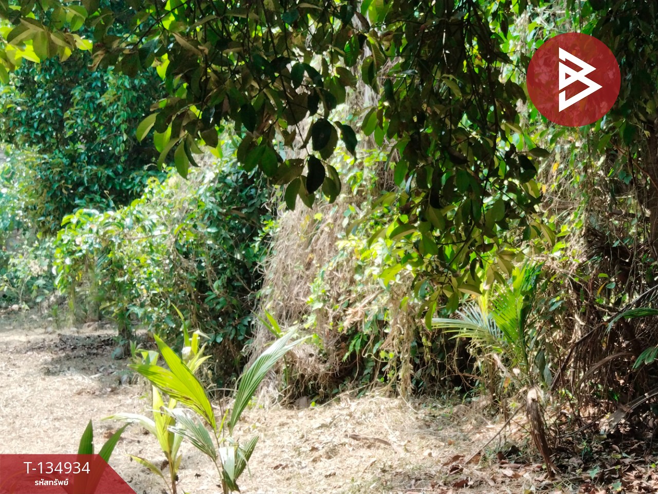 ขายที่ดินแปลงสวย เนื้อที่ 5 ไร่ 21.3 ตารางวา นาทุ่ง ชุมพร 3