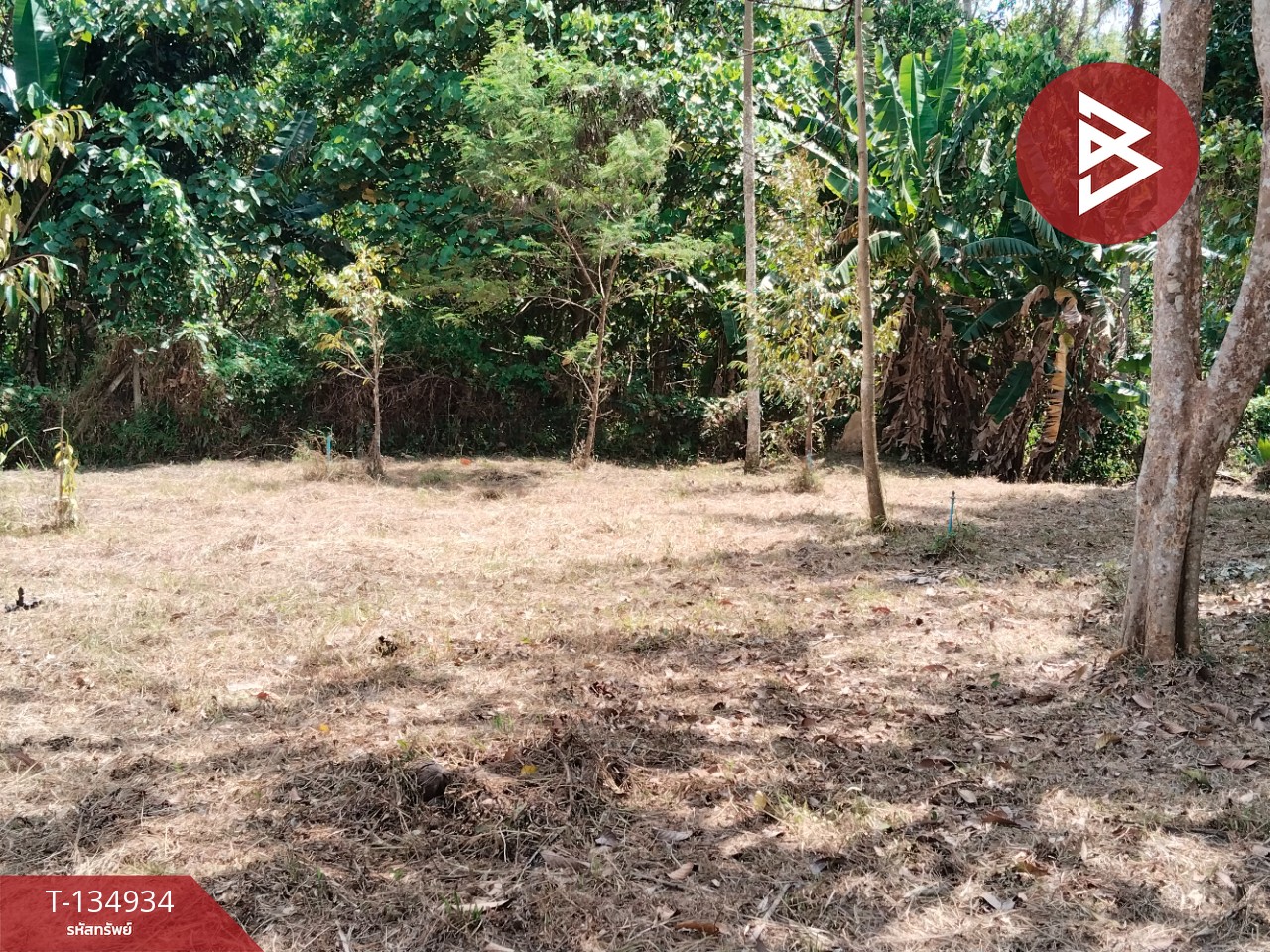 ขายที่ดินแปลงสวย เนื้อที่ 5 ไร่ 21.3 ตารางวา นาทุ่ง ชุมพร 8