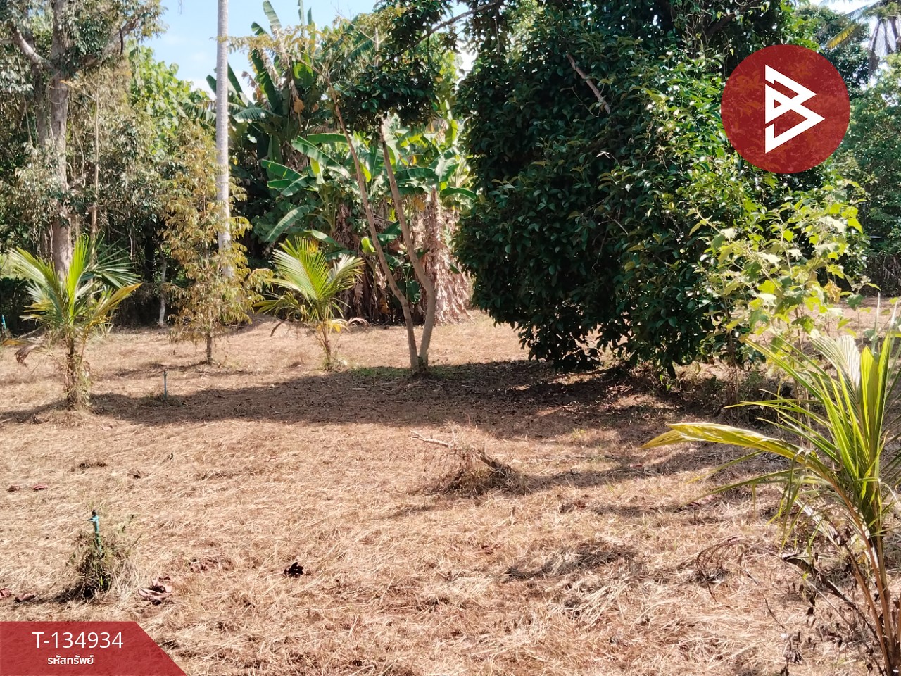 ขายที่ดินแปลงสวย เนื้อที่ 5 ไร่ 21.3 ตารางวา นาทุ่ง ชุมพร 6