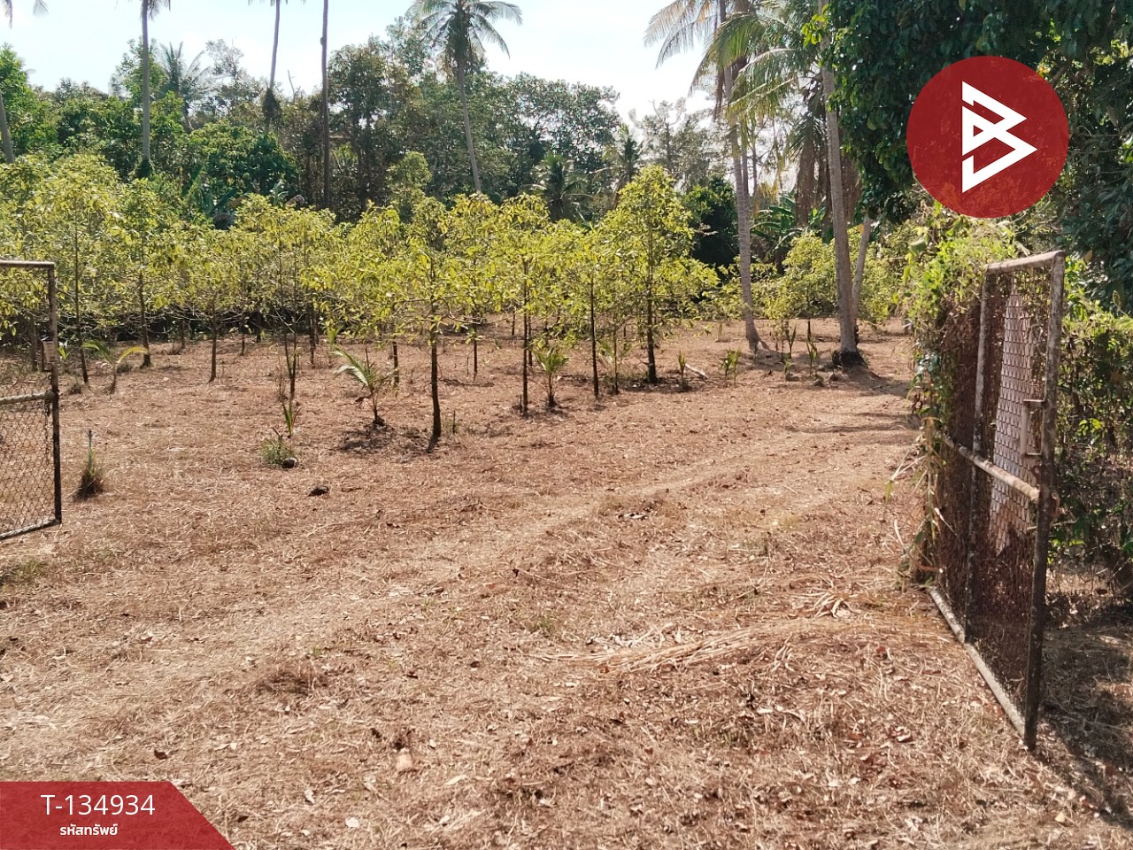 ขายที่ดินแปลงสวย เนื้อที่ 5 ไร่ 21.3 ตารางวา นาทุ่ง ชุมพร 7