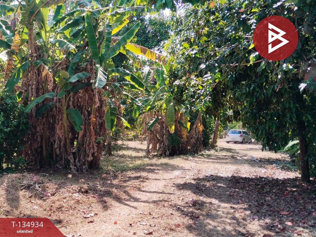 ขายที่ดินแปลงสวย เนื้อที่ 5 ไร่ 21.3 ตารางวา นาทุ่ง ชุมพร 4