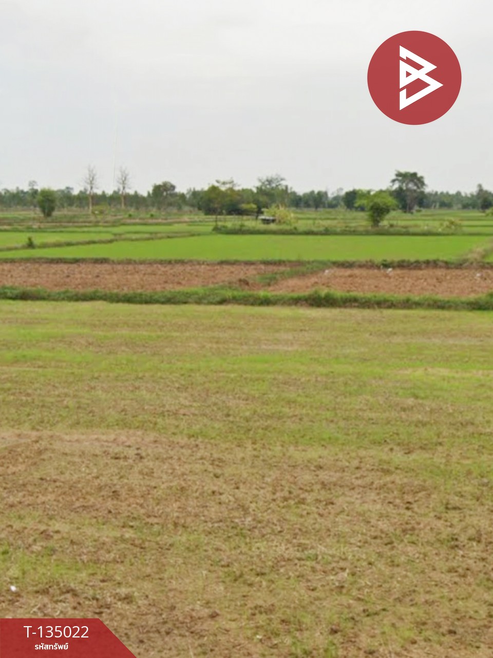 ขายด่วน ที่ดินเปล่า 4 ไร่  ประโคนชัย บุรีรัมย์ 1