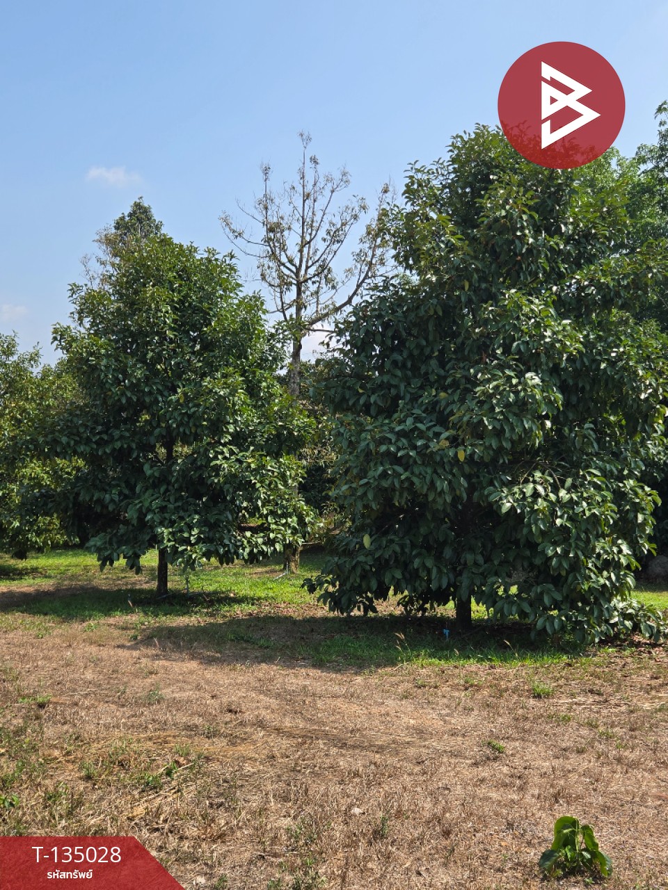 ขายที่ดินพร้อมสวนผลไม้ เนื้อที่ 18 ไร่ 1 งาน 1.8 ตารางวา แสลง จันทบุรี 10