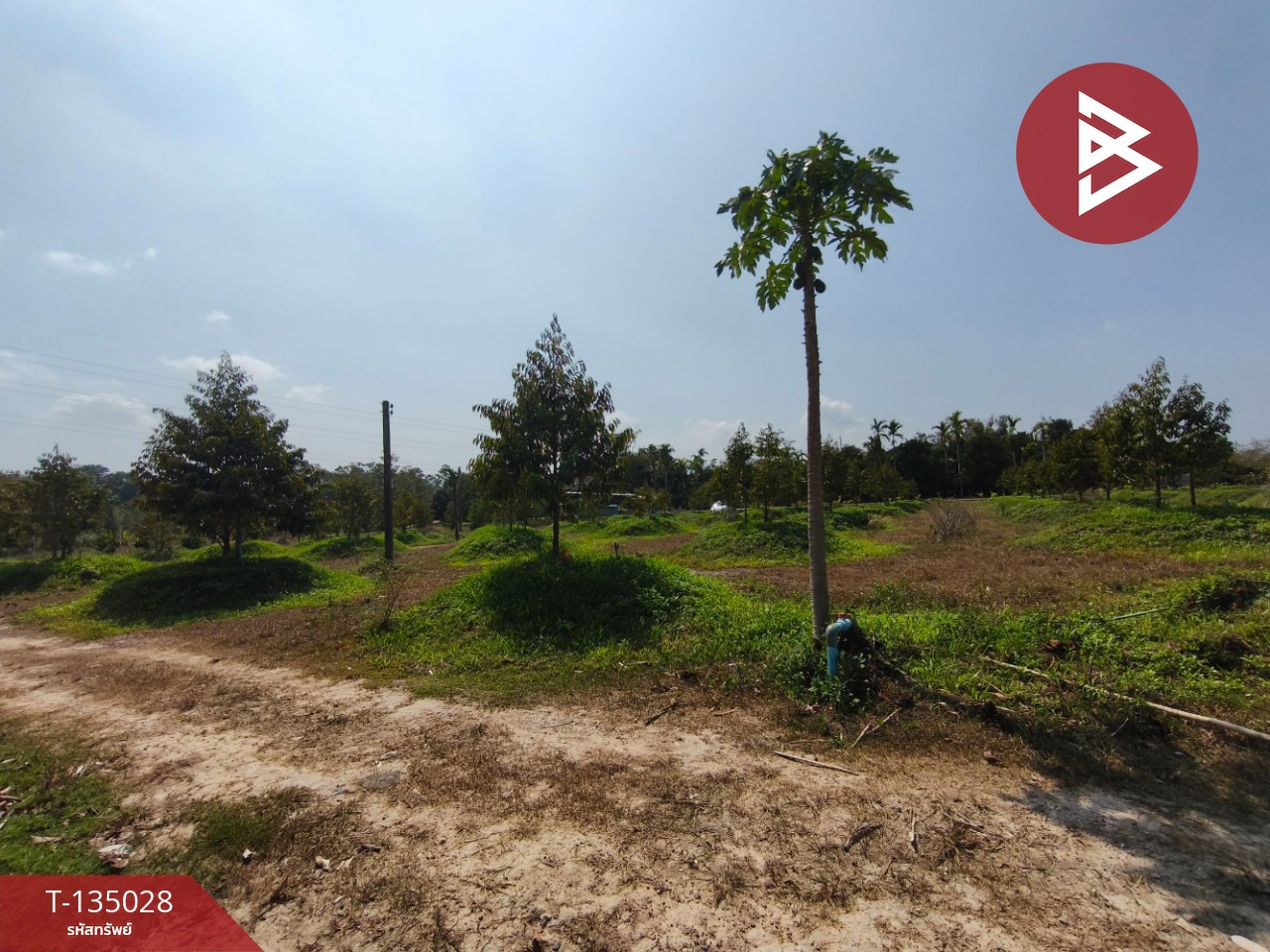 ขายที่ดินพร้อมสวนผลไม้ เนื้อที่ 18 ไร่ 1 งาน 1.8 ตารางวา แสลง จันทบุรี 3