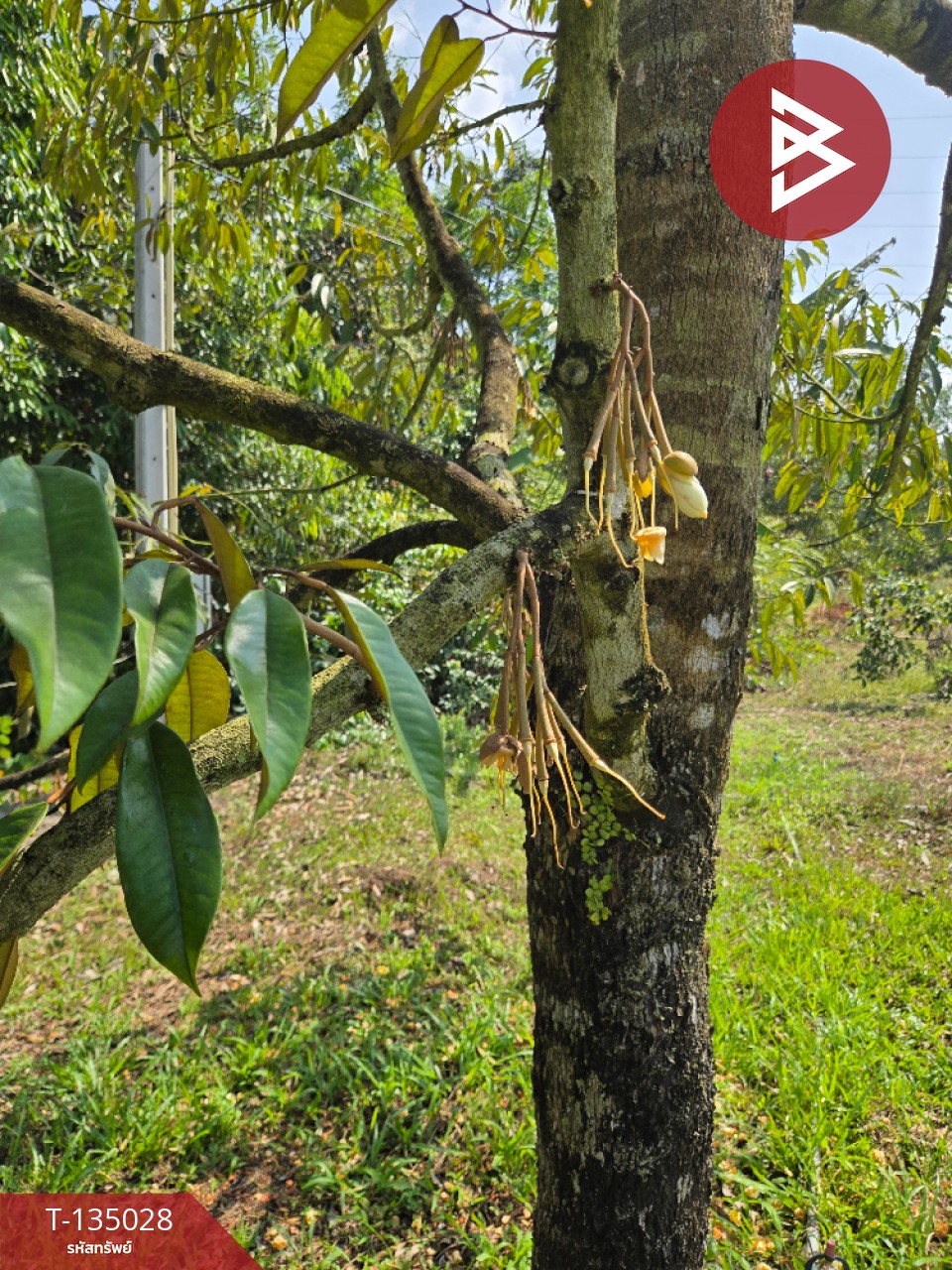 ขายที่ดินพร้อมสวนผลไม้ เนื้อที่ 18 ไร่ 1 งาน 1.8 ตารางวา แสลง จันทบุรี 14