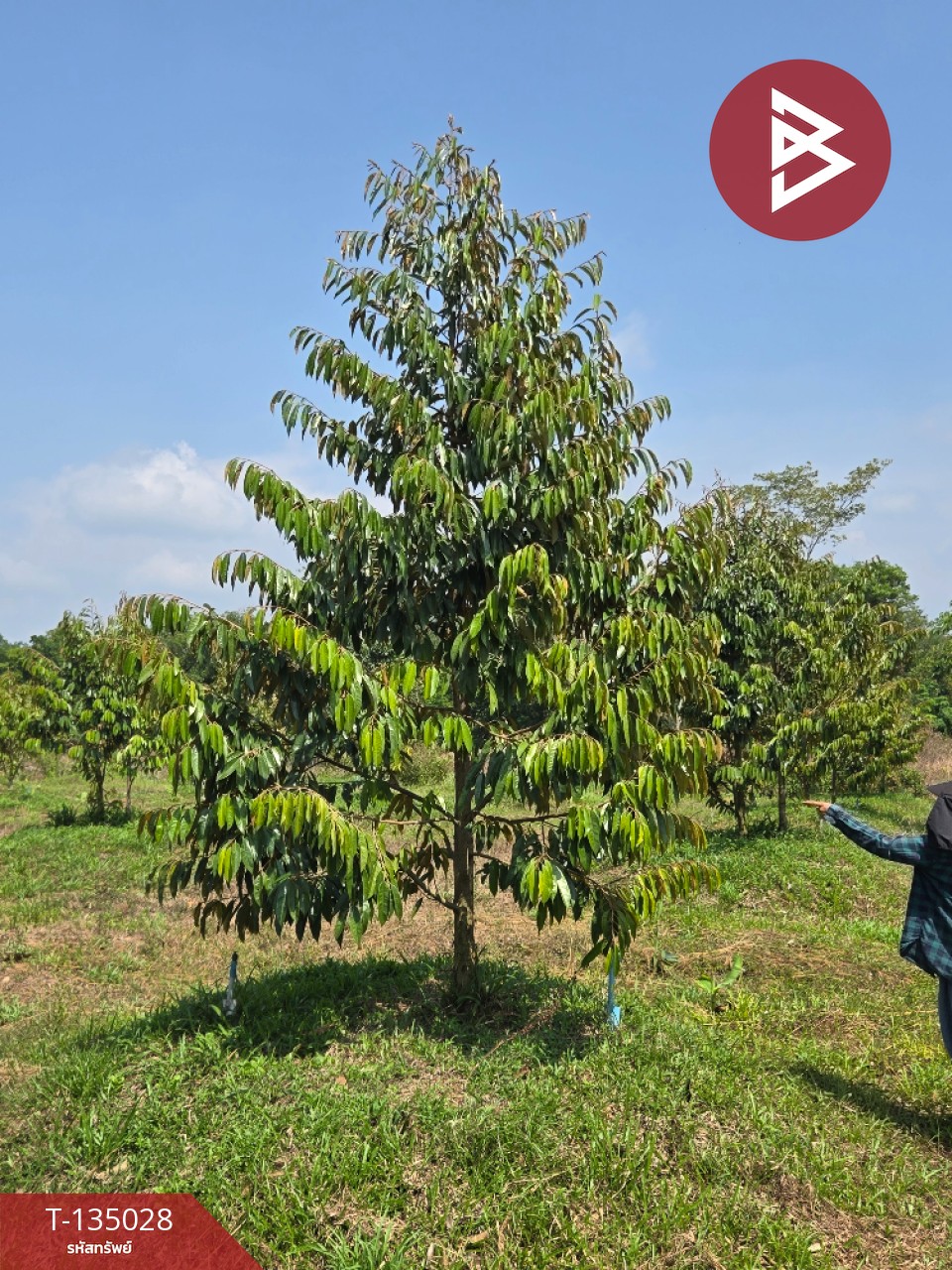 ขายที่ดินพร้อมสวนผลไม้ เนื้อที่ 18 ไร่ 1 งาน 1.8 ตารางวา แสลง จันทบุรี 8