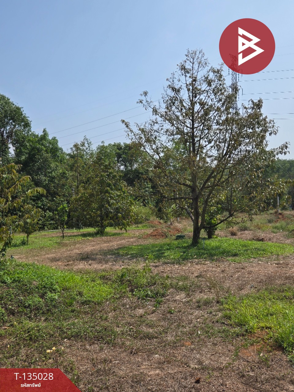 ขายที่ดินพร้อมสวนผลไม้ เนื้อที่ 18 ไร่ 1 งาน 1.8 ตารางวา แสลง จันทบุรี 12