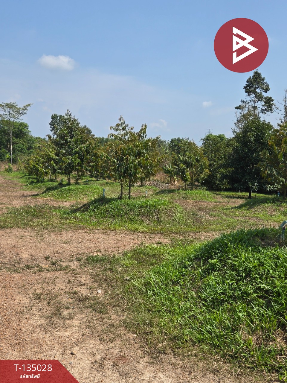 ขายที่ดินพร้อมสวนผลไม้ เนื้อที่ 18 ไร่ 1 งาน 1.8 ตารางวา แสลง จันทบุรี 9