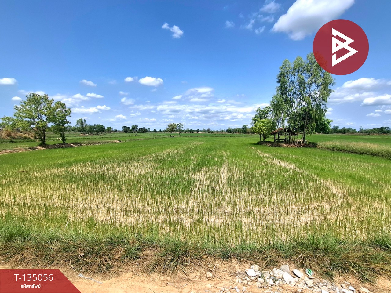 ขายที่ดิน เนื้อที่ 4 ไร่ 1 งาน 74 ตร.วา จังหาร ร้อยเอ็ด 5