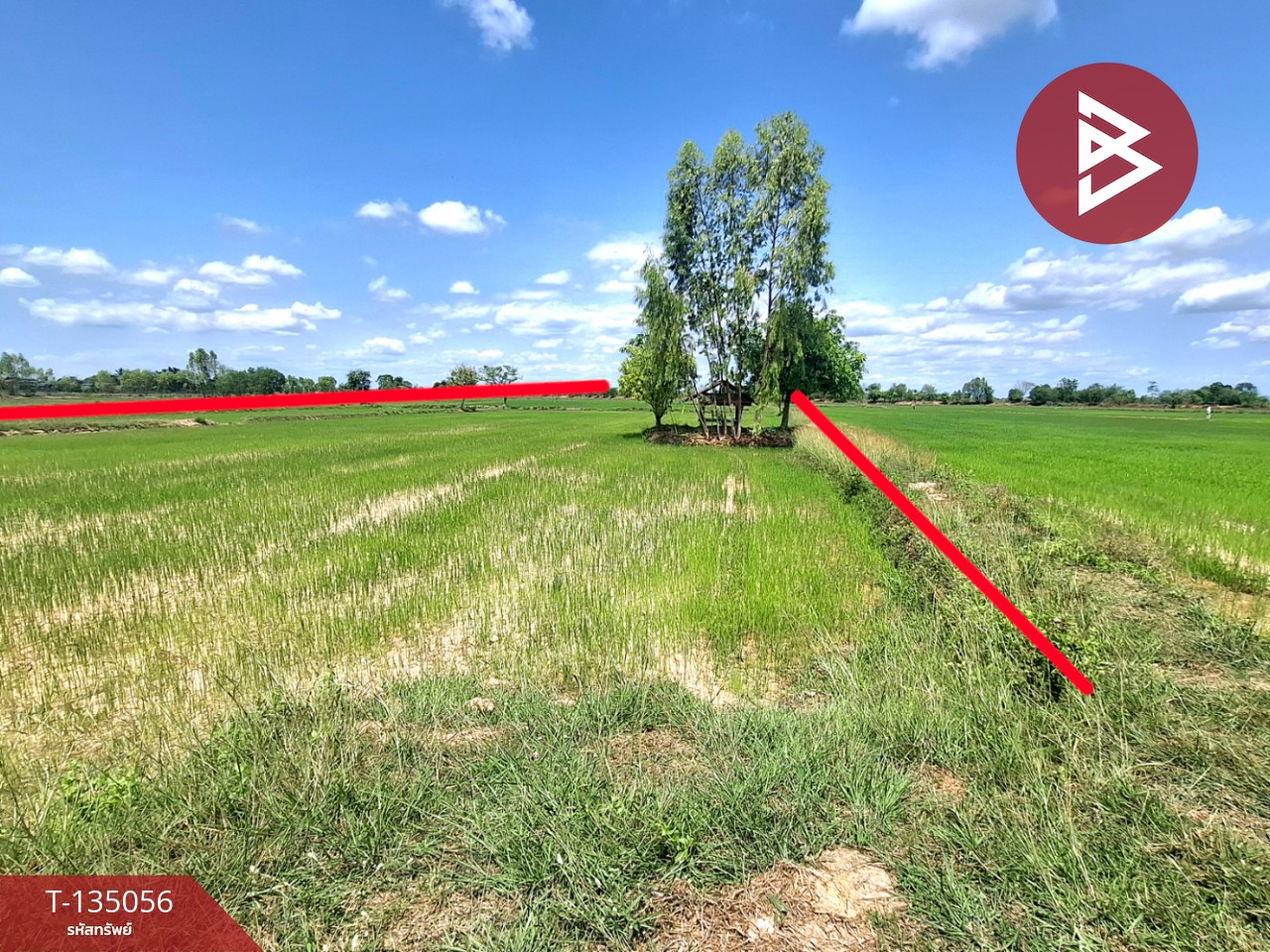 ขายที่ดิน เนื้อที่ 4 ไร่ 1 งาน 74 ตร.วา จังหาร ร้อยเอ็ด 7