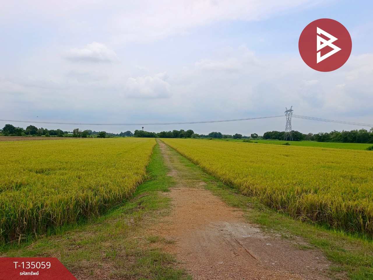 ขายที่ดิน เนื้อที่ 1 งาน หนองเสือ ปทุมธานี 5
