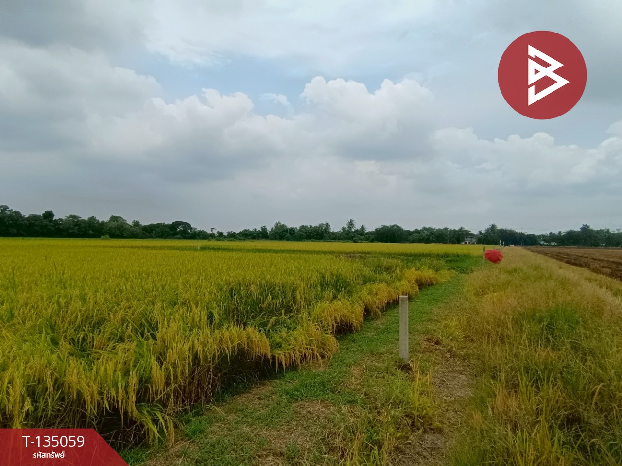 ขายที่ดิน เนื้อที่ 1 งาน หนองเสือ ปทุมธานี 4