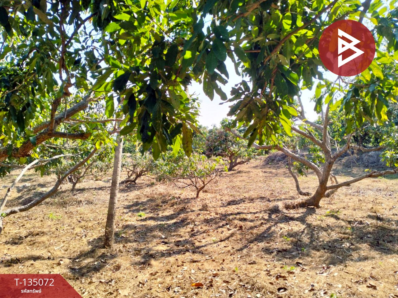 ขายที่ดิน เนื้อที่ 1 ไร่ 2 งาน 46 ตร.วา จอมทอง เชียงใหม่ 9