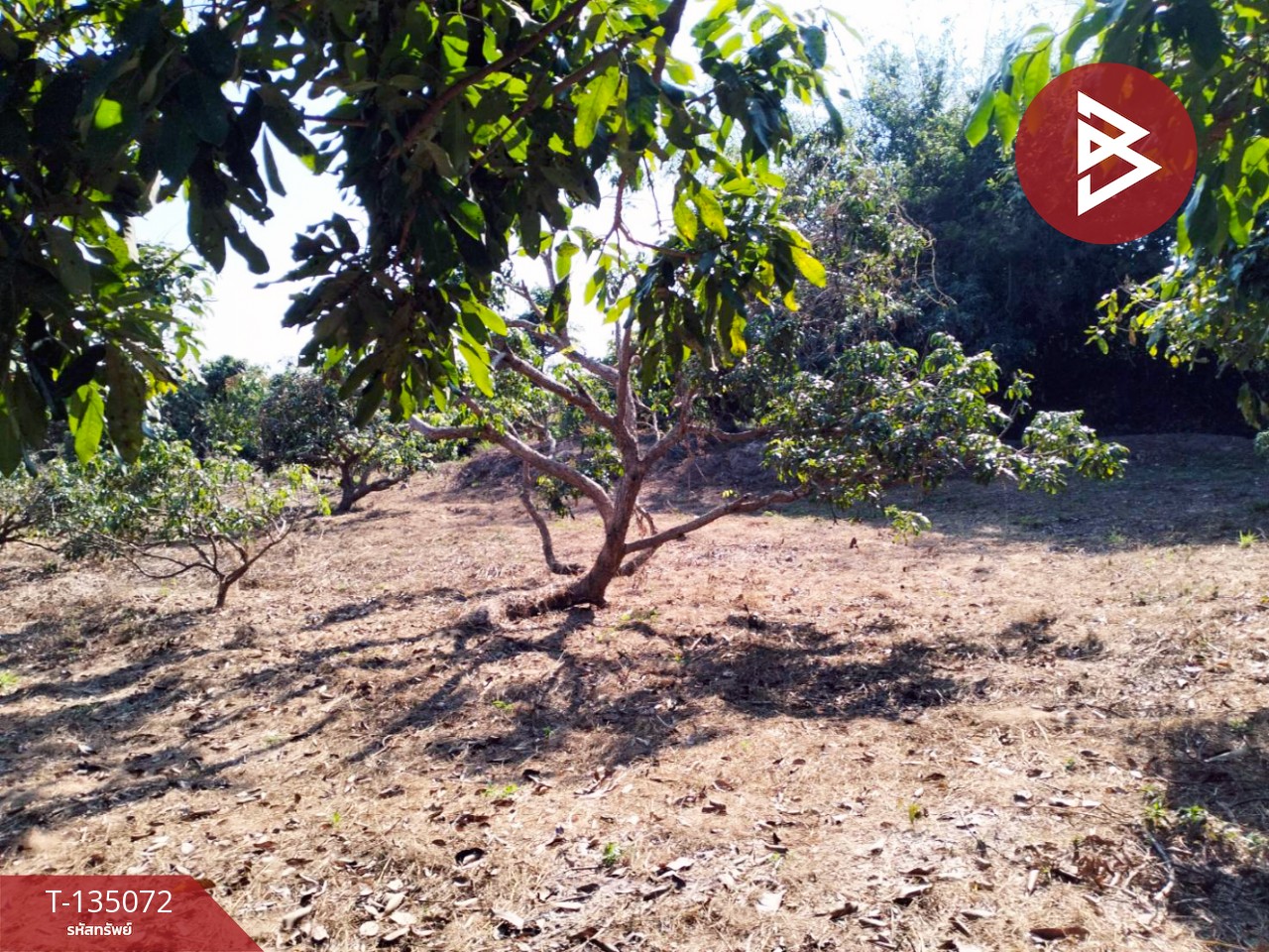 ขายที่ดิน เนื้อที่ 1 ไร่ 2 งาน 46 ตร.วา จอมทอง เชียงใหม่ 4