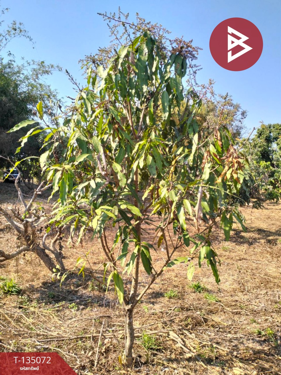 ขายที่ดิน เนื้อที่ 1 ไร่ 2 งาน 46 ตร.วา จอมทอง เชียงใหม่ 13