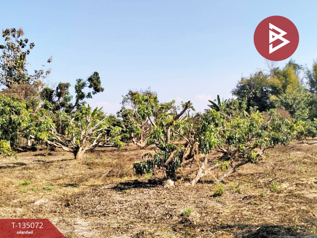 ขายที่ดิน เนื้อที่ 1 ไร่ 2 งาน 46 ตร.วา จอมทอง เชียงใหม่ 3