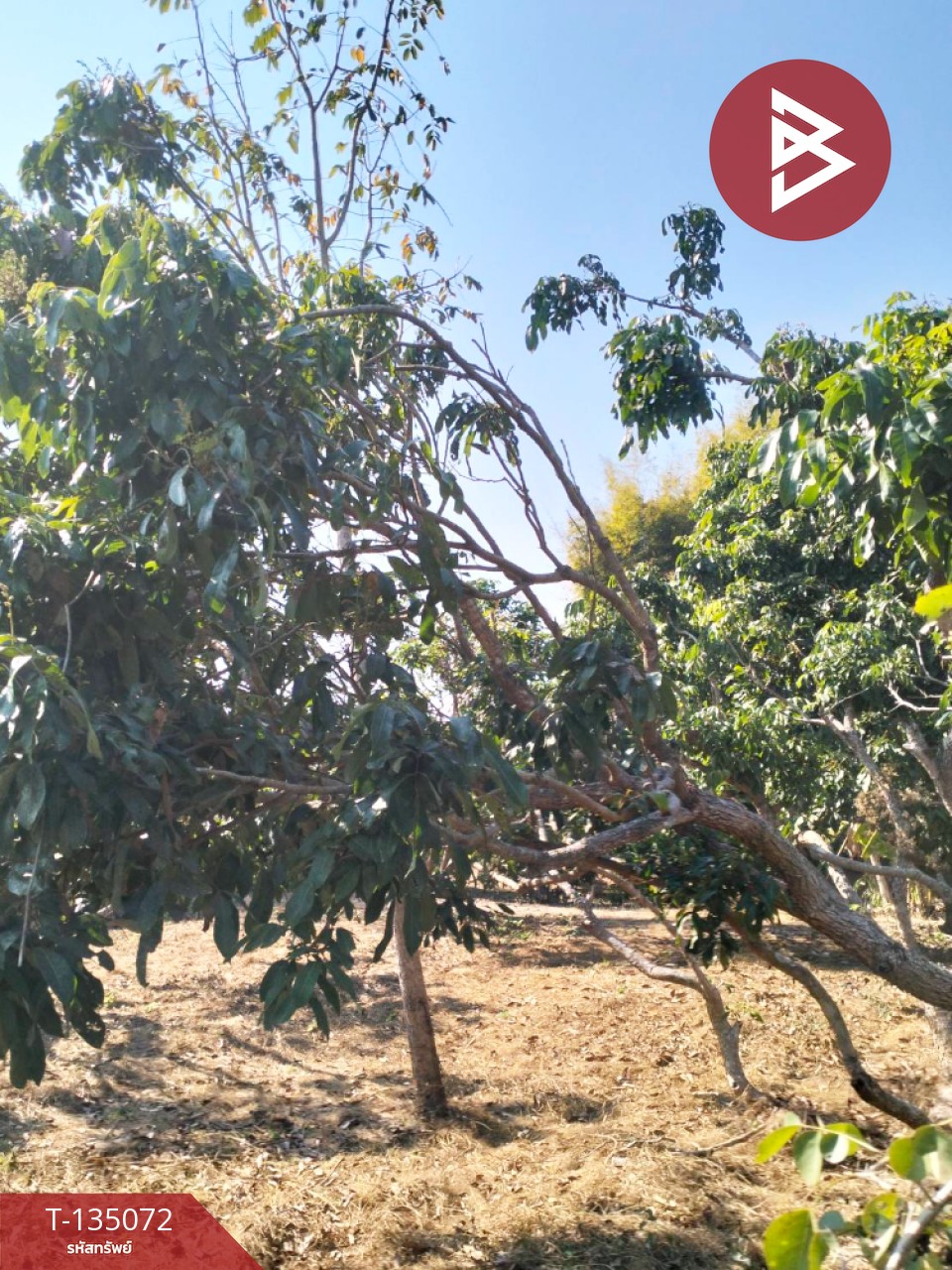 ขายที่ดิน เนื้อที่ 1 ไร่ 2 งาน 46 ตร.วา จอมทอง เชียงใหม่ 8