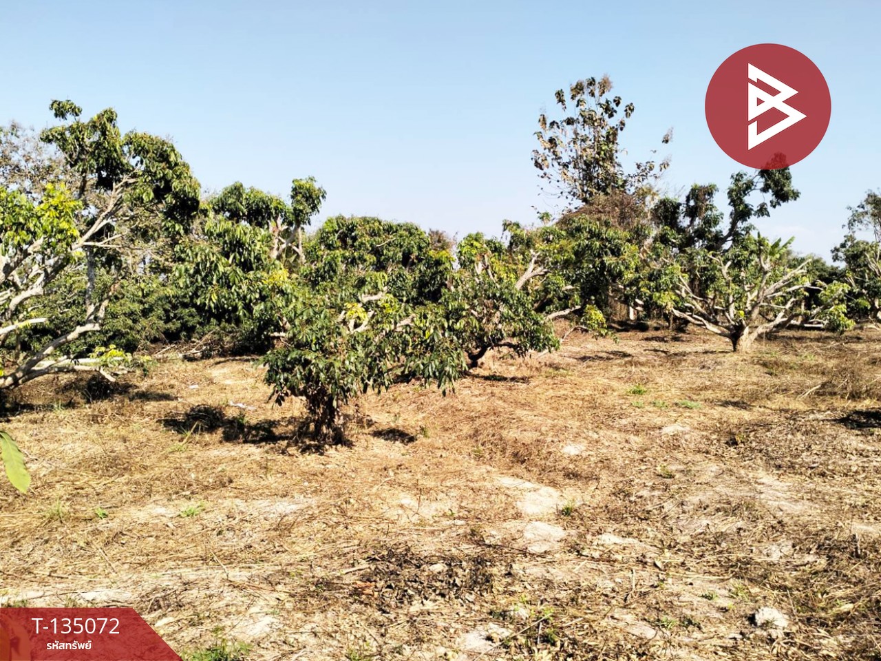 ขายที่ดิน เนื้อที่ 1 ไร่ 2 งาน 46 ตร.วา จอมทอง เชียงใหม่ 1