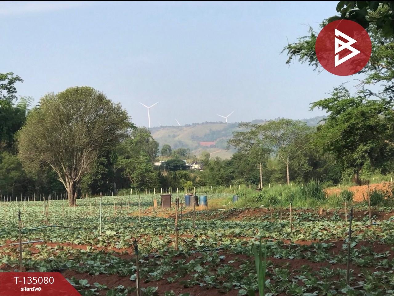 ขายที่ดิน เนื้อที่ 3 งาน 81 ตารางวา เขาค้อ เพชรบรูณ์ 5