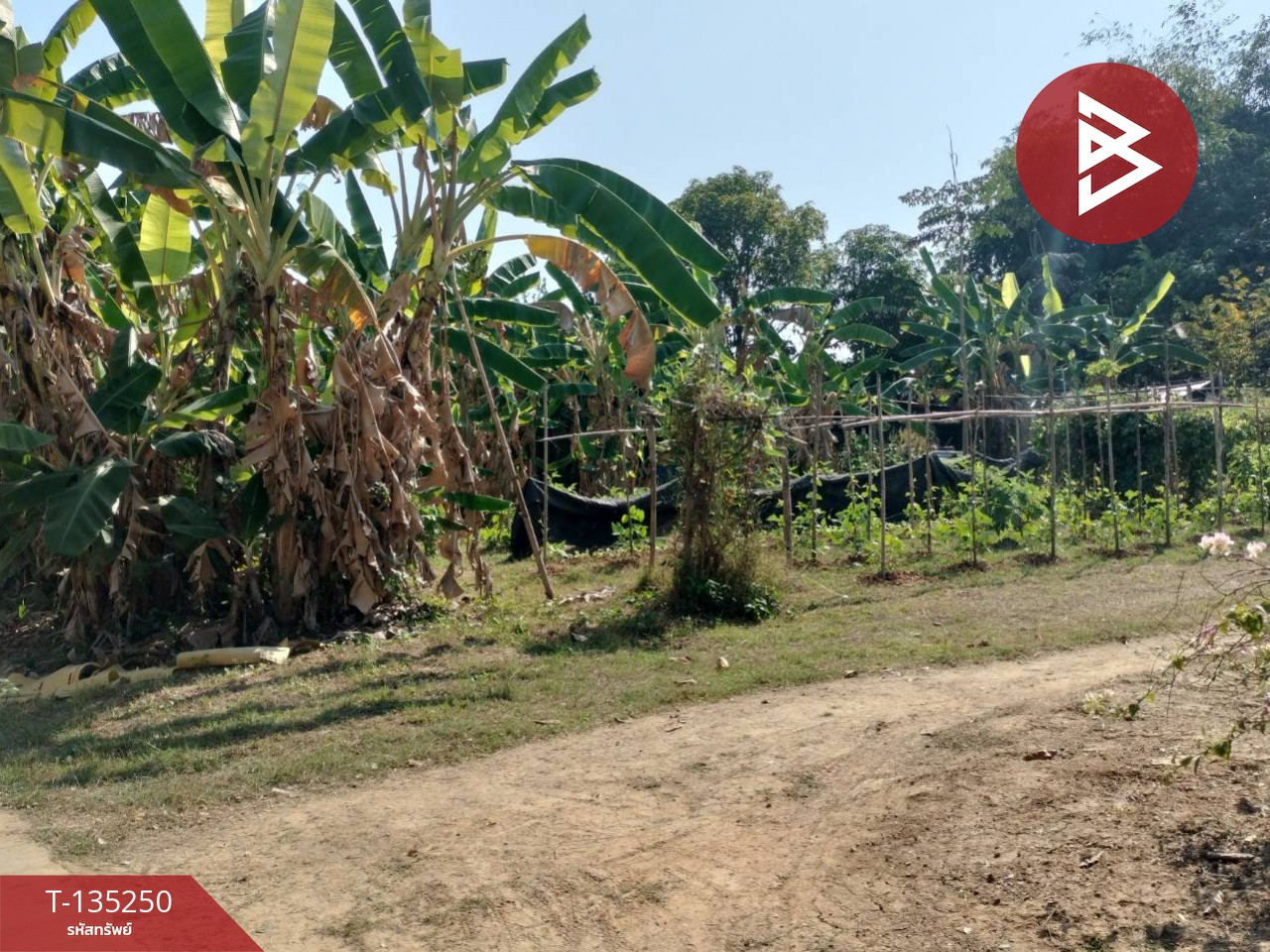 ขายที่ดิน เนื้อที่ 2 งาน 23 ตร.วา ในเมือง พิษณุโลก 5