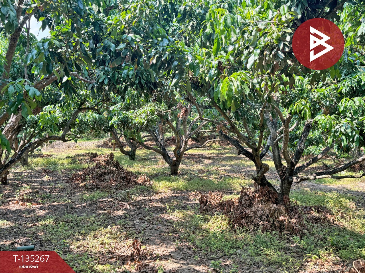 ขายที่ดิน เนื้อที่ 2 งาน 23.6 ตร.วา เวียงหนองล่อง ลำพูน 6