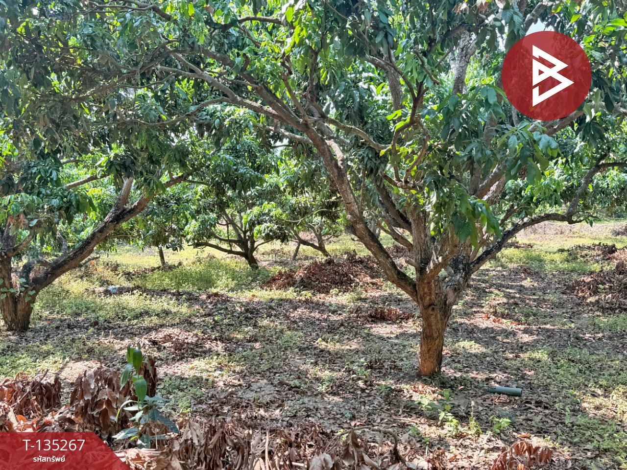 ขายที่ดิน เนื้อที่ 2 งาน 23.6 ตร.วา เวียงหนองล่อง ลำพูน 5