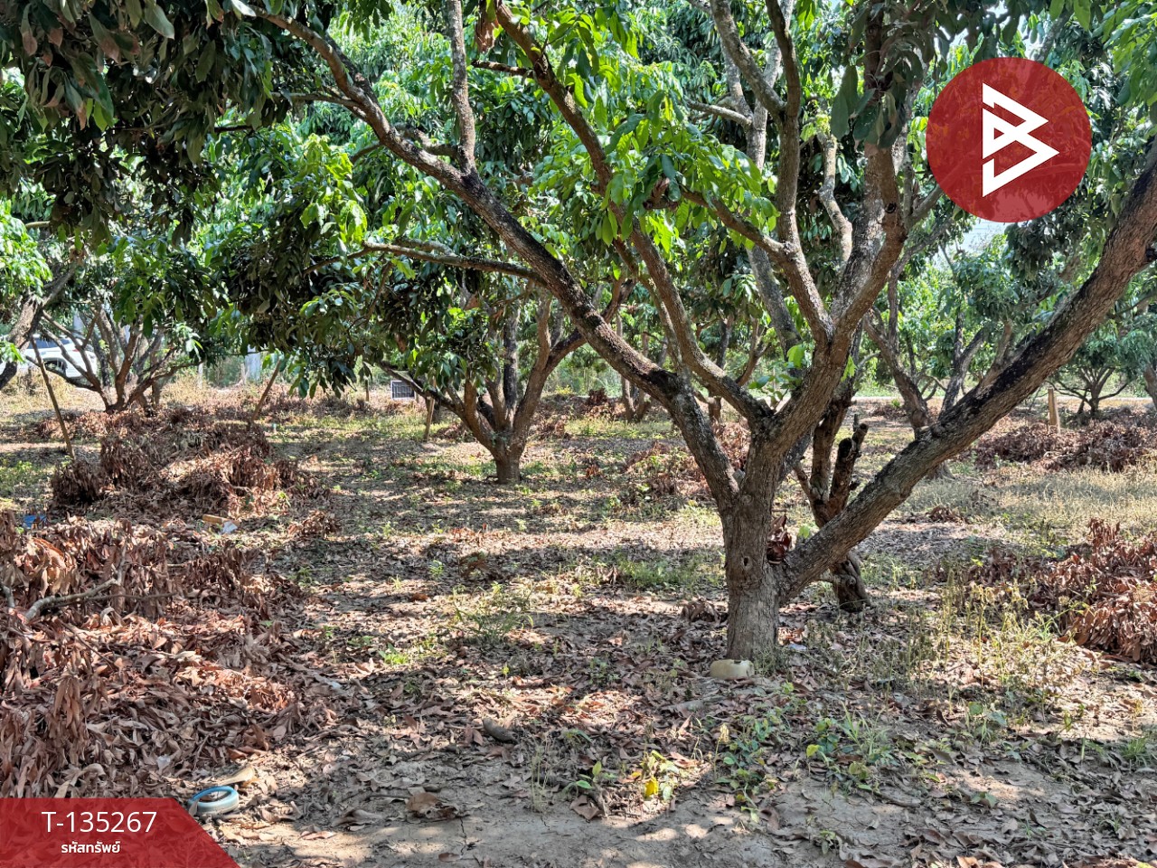 ขายที่ดิน เนื้อที่ 2 งาน 23.6 ตร.วา เวียงหนองล่อง ลำพูน 8