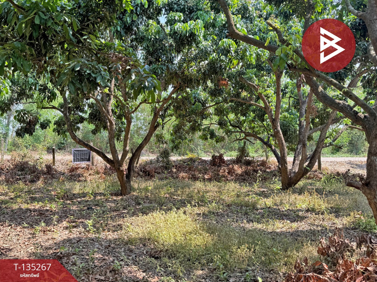 ขายที่ดิน เนื้อที่ 2 งาน 23.6 ตร.วา เวียงหนองล่อง ลำพูน 9