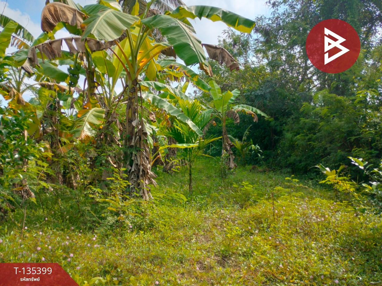 ขายที่ดิน เนื้อที่ 1 ไร่ 1 งาน 45.4 ตร.วา ปากนคร นครศรีธรรมราช 1