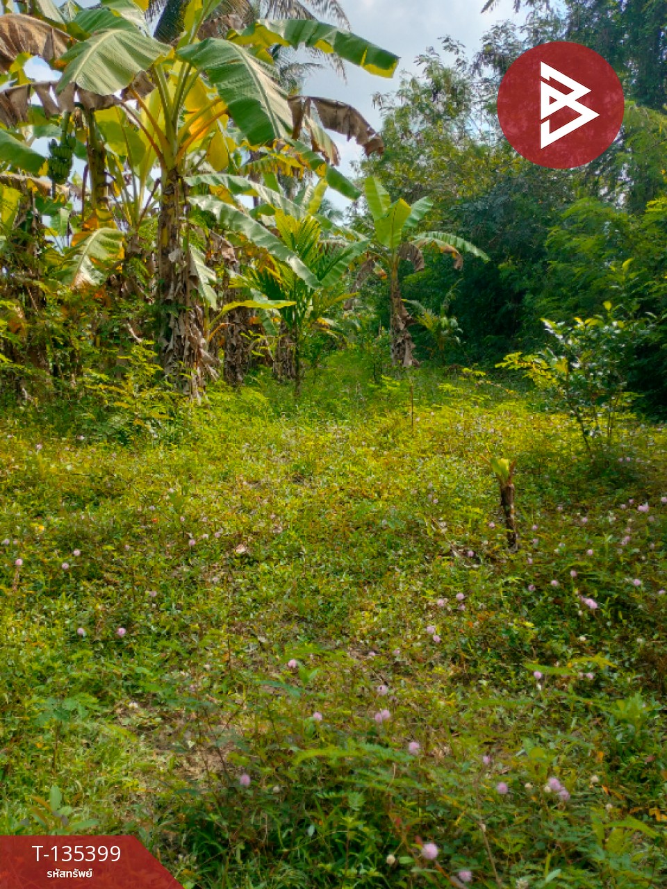 ขายที่ดิน เนื้อที่ 1 ไร่ 1 งาน 45.4 ตร.วา ปากนคร นครศรีธรรมราช 3