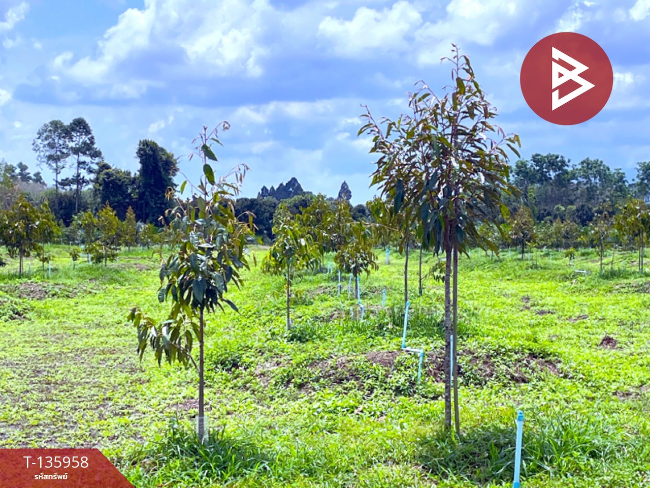 ขายที่ดินพร้อมสวน เนื้อที่ 16 ไร่ 2 งาน 89 ตร.วา นบพิตำ นครศรีธรรมราช 2