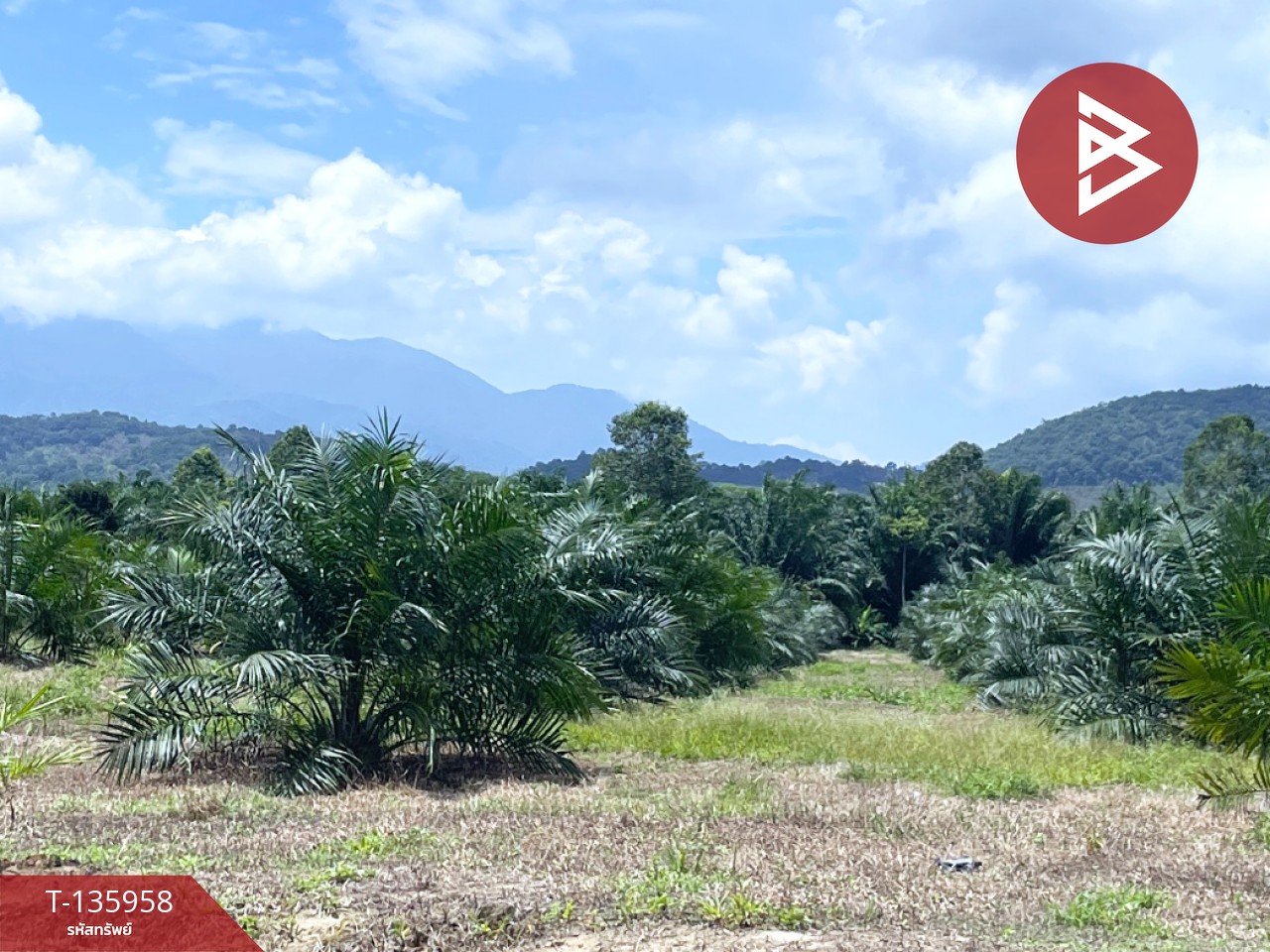 ขายที่ดินพร้อมสวน เนื้อที่ 16 ไร่ 2 งาน 89 ตร.วา นบพิตำ นครศรีธรรมราช 1