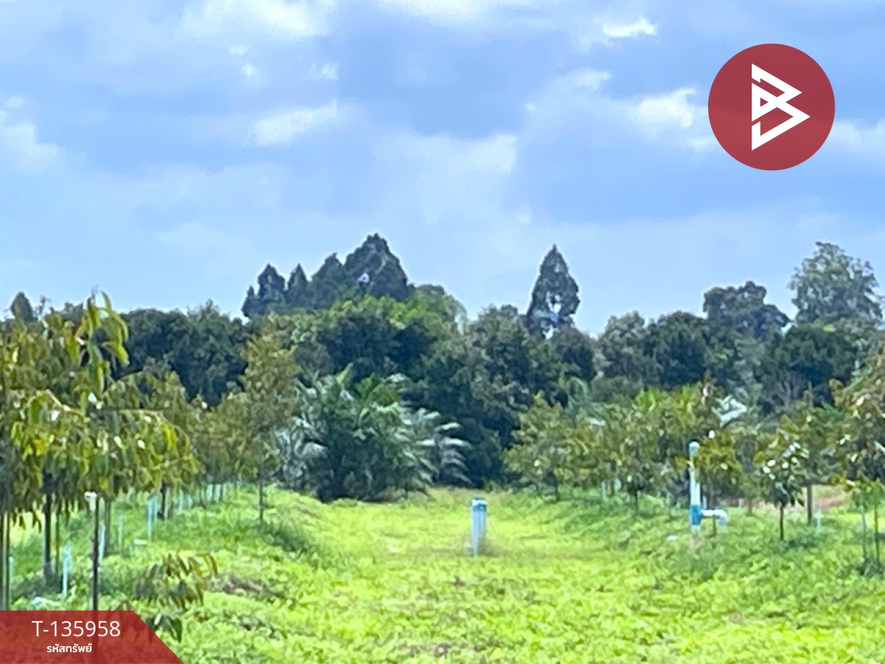 ขายที่ดินพร้อมสวน เนื้อที่ 16 ไร่ 2 งาน 89 ตร.วา นบพิตำ นครศรีธรรมราช 3