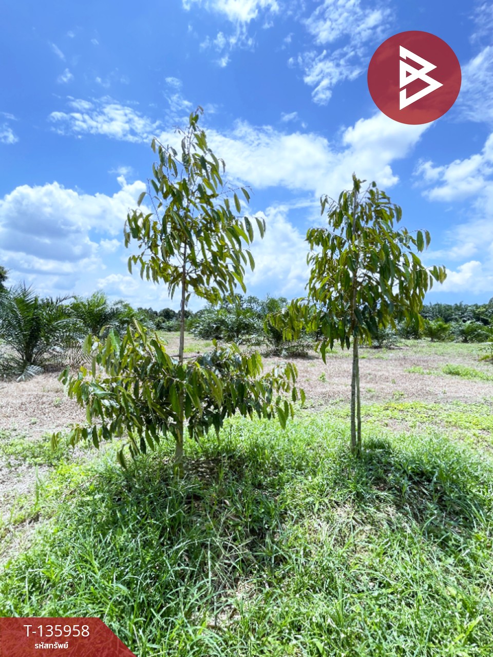 ขายที่ดินพร้อมสวน เนื้อที่ 16 ไร่ 2 งาน 89 ตร.วา นบพิตำ นครศรีธรรมราช 7