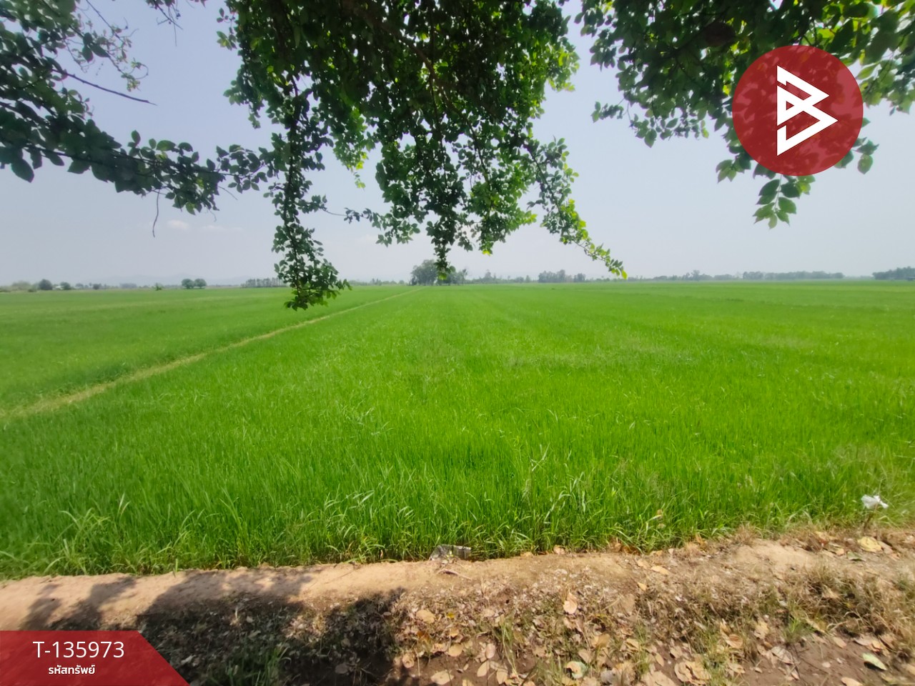 ขายที่ดิน เนื้อที่ 8 ไร่ 52 ตร.วา พิชัย อุตรดิตถ์ 3