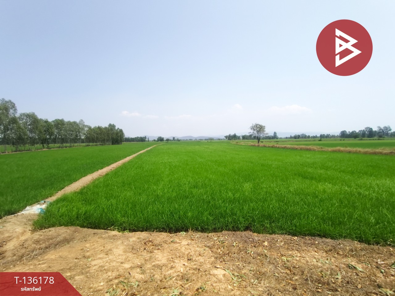 ขายที่ดิน เนื้อที่ 13 ไร่ 3 งาน 60 ตร.วา พิชัย อุตรดิตถ์ 5