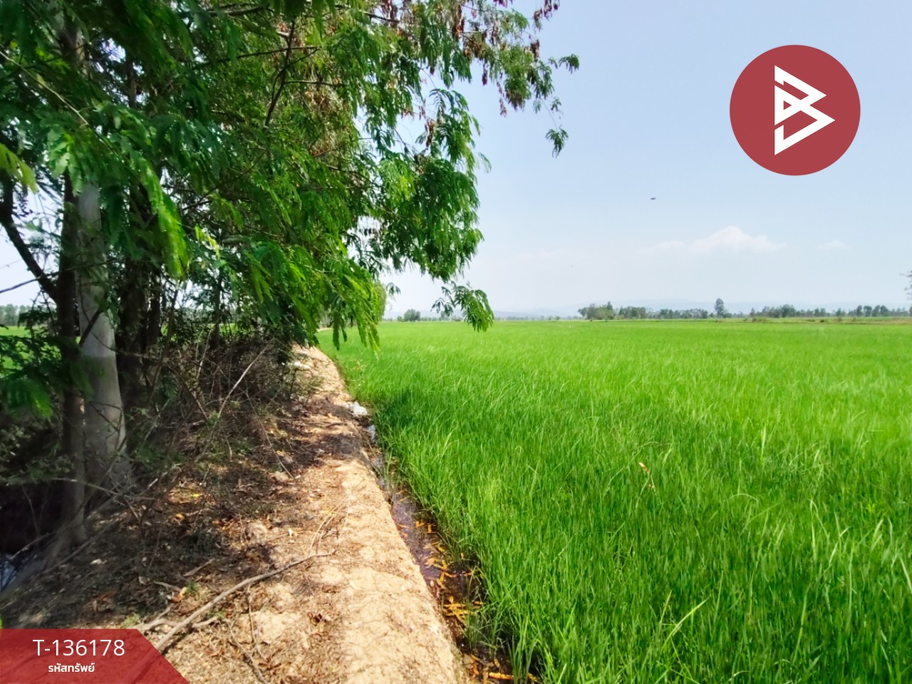 ขายที่ดิน เนื้อที่ 13 ไร่ 3 งาน 60 ตร.วา พิชัย อุตรดิตถ์ 6