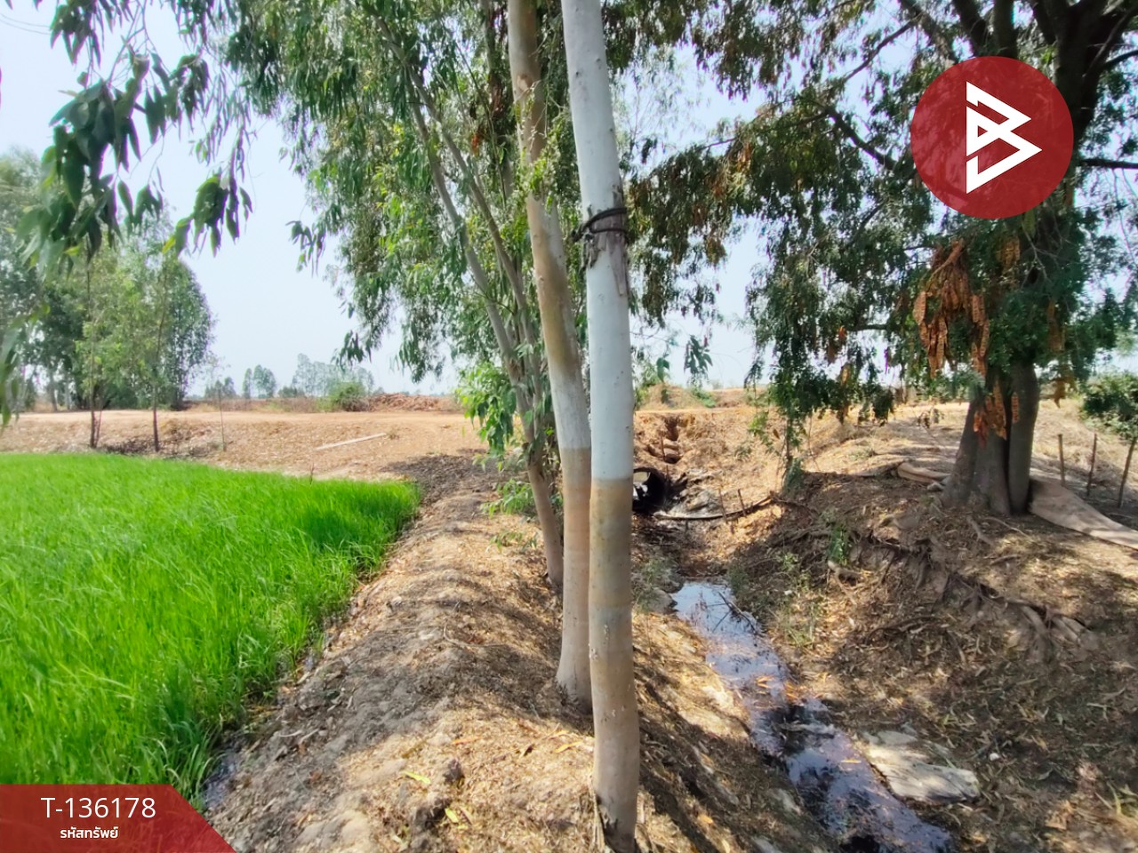 ขายที่ดิน เนื้อที่ 13 ไร่ 3 งาน 60 ตร.วา พิชัย อุตรดิตถ์ 12