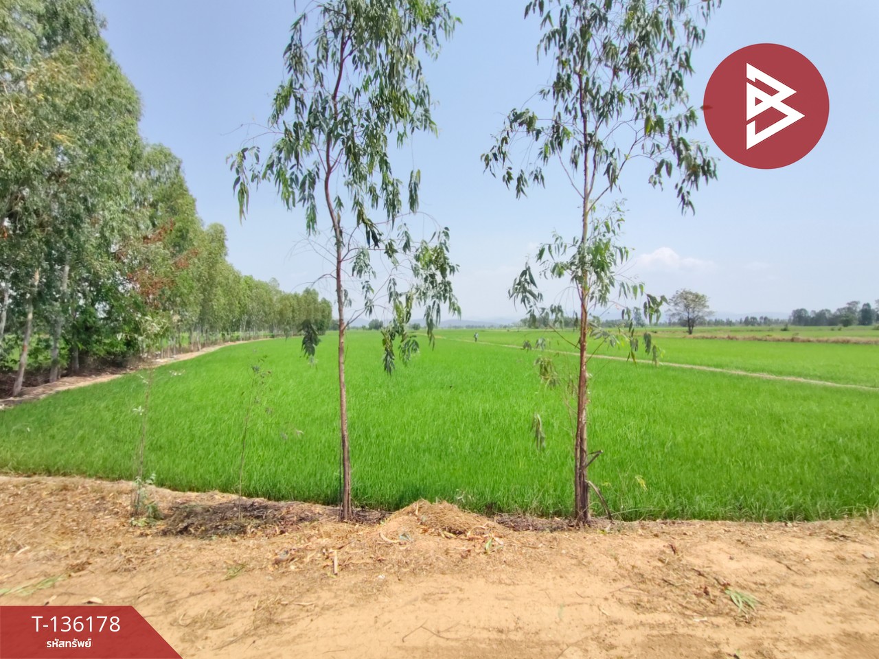 ขายที่ดิน เนื้อที่ 13 ไร่ 3 งาน 60 ตร.วา พิชัย อุตรดิตถ์ 4