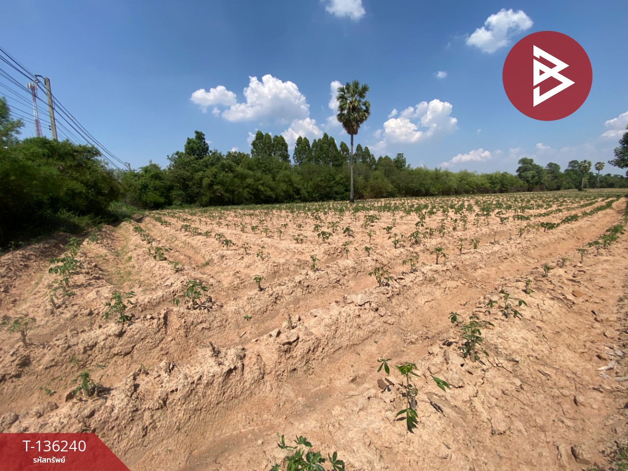 ขายที่ดิน เนื้อที่ 4 ไร่ 1 งาน 23 ตร.วา มัญจาคีรี ขอนแก่น 9