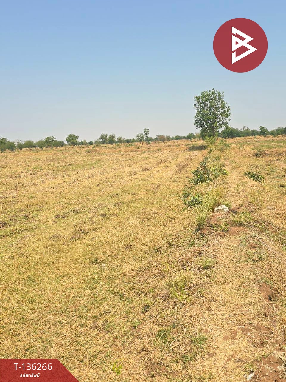 ขายที่ดิน เนื้อที่ 29 ไร่ 1 งาน 65 ตร.วา โคกสำโรง ลพบุรี 6