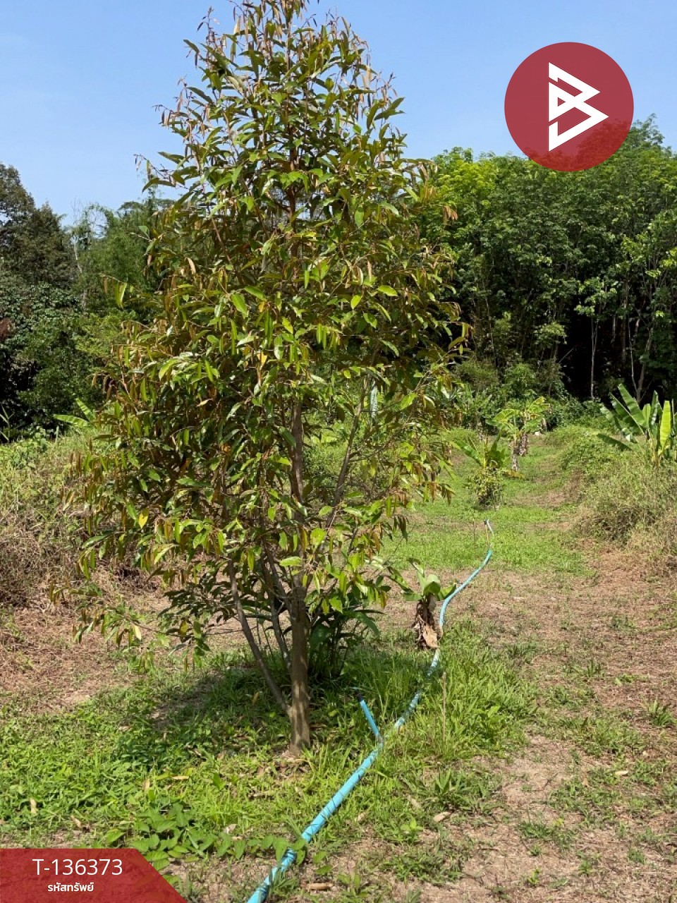 ขายที่ดิน เนื้อที่ 7 ไร่ 3 งาน 63.8 ตร.วา ตะกั่วป่า พังงา 6