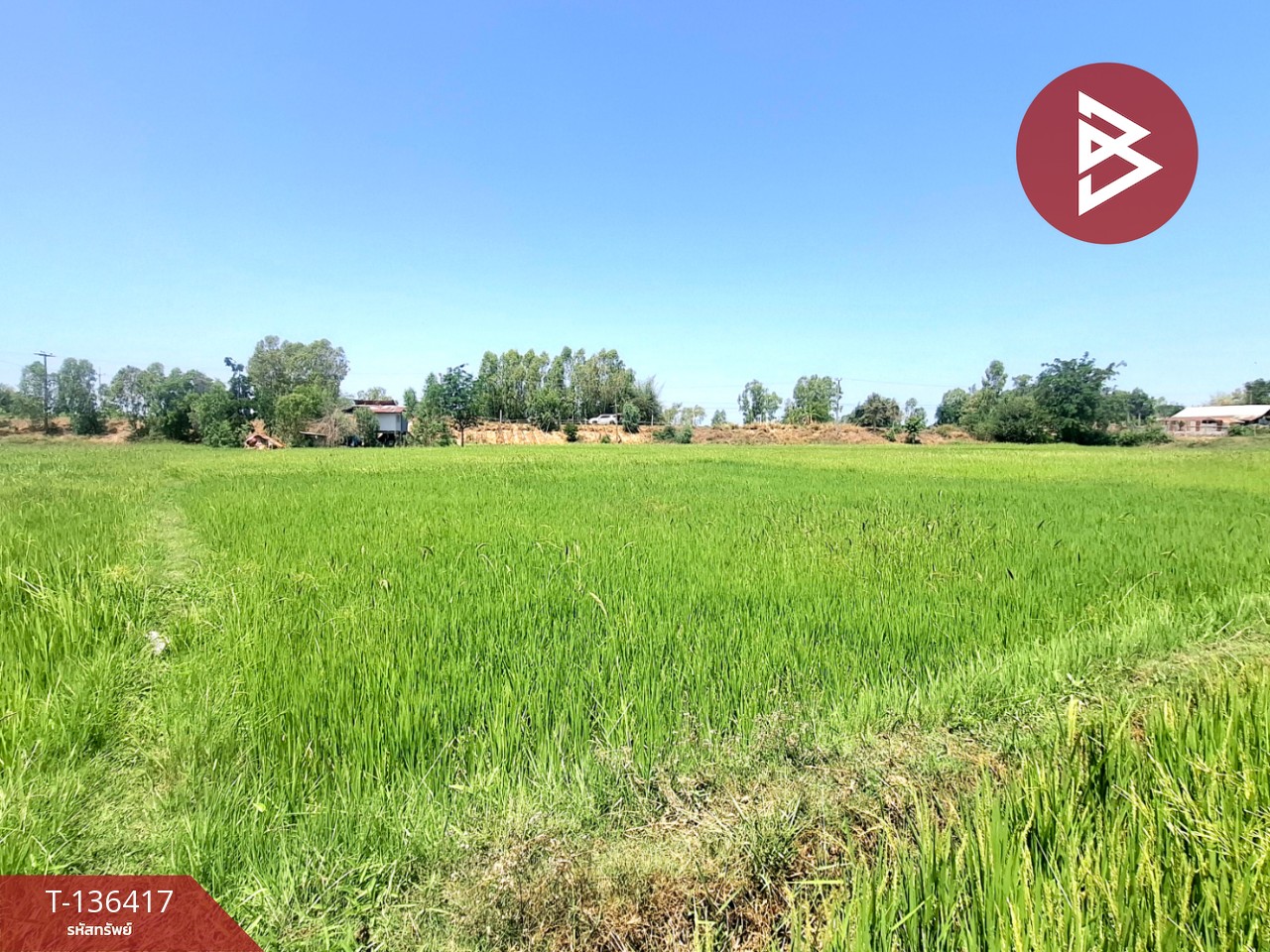 ขายที่ดิน เนื้อที่ 4 ไร่ 2 งาน 73 ตร.วา จังหาร ร้อยเอ็ด 8