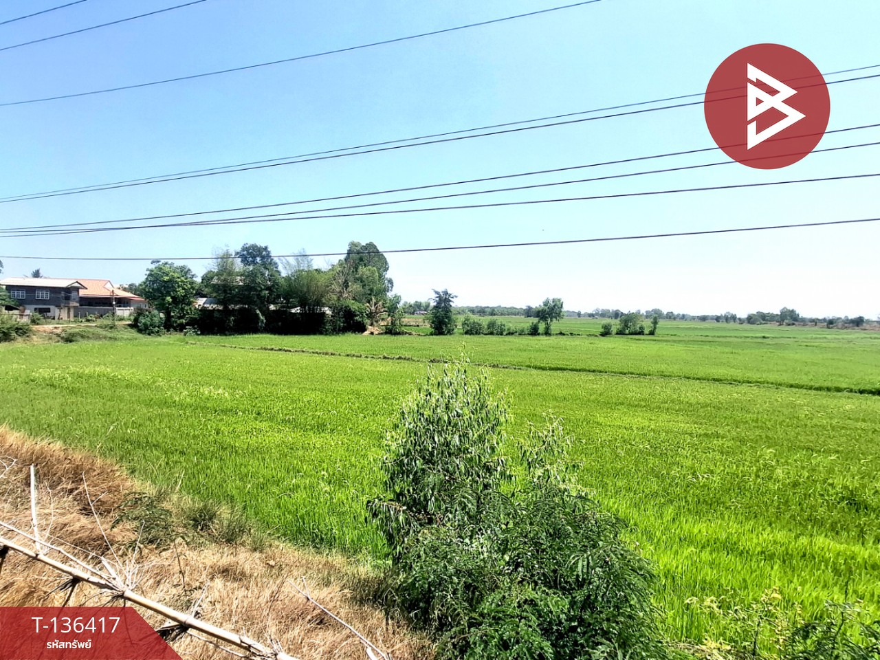 ขายที่ดิน เนื้อที่ 4 ไร่ 2 งาน 73 ตร.วา จังหาร ร้อยเอ็ด 5