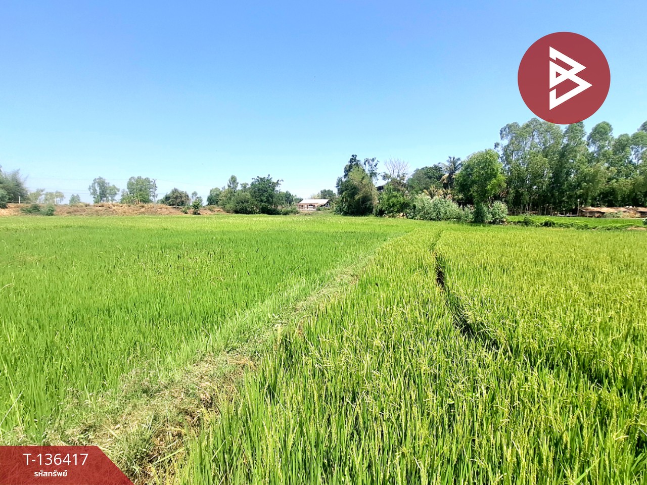 ขายที่ดิน เนื้อที่ 4 ไร่ 2 งาน 73 ตร.วา จังหาร ร้อยเอ็ด 7