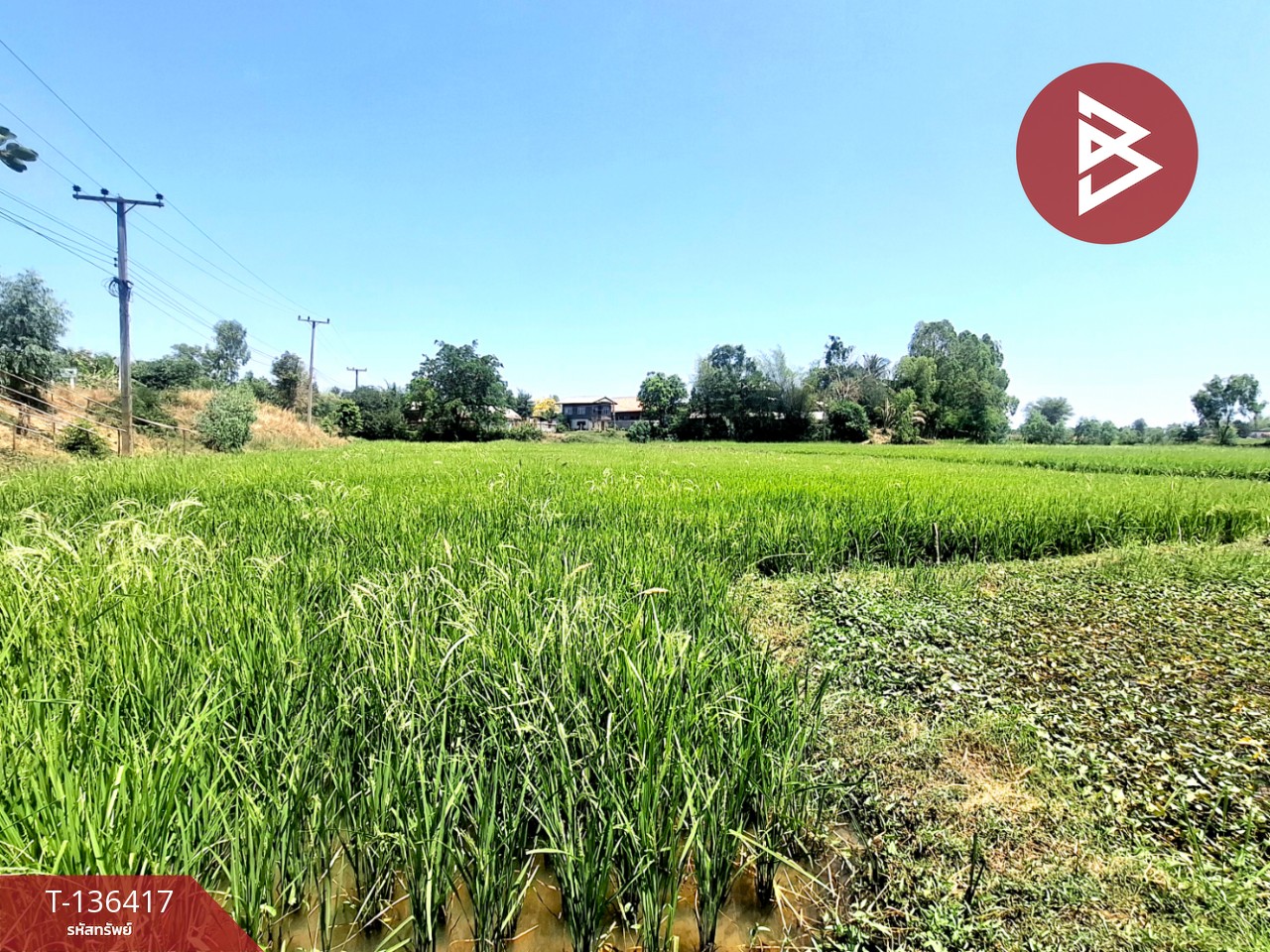 ขายที่ดิน เนื้อที่ 4 ไร่ 2 งาน 73 ตร.วา จังหาร ร้อยเอ็ด 9